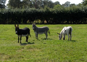 Donkeys!