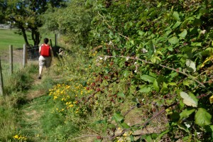 Blackberries on the trail.
